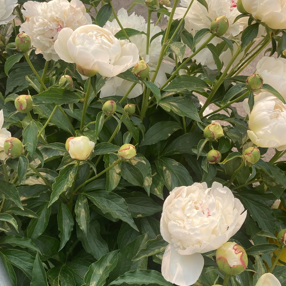 Meet your Posher, Xenia